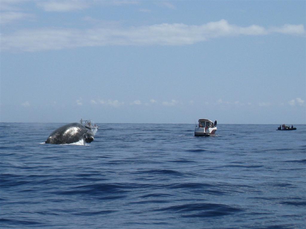 saut de baleine